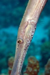 Trumpet Fish, Kelly's Cove, Norman Island, British Virgin... by Mark Smith 